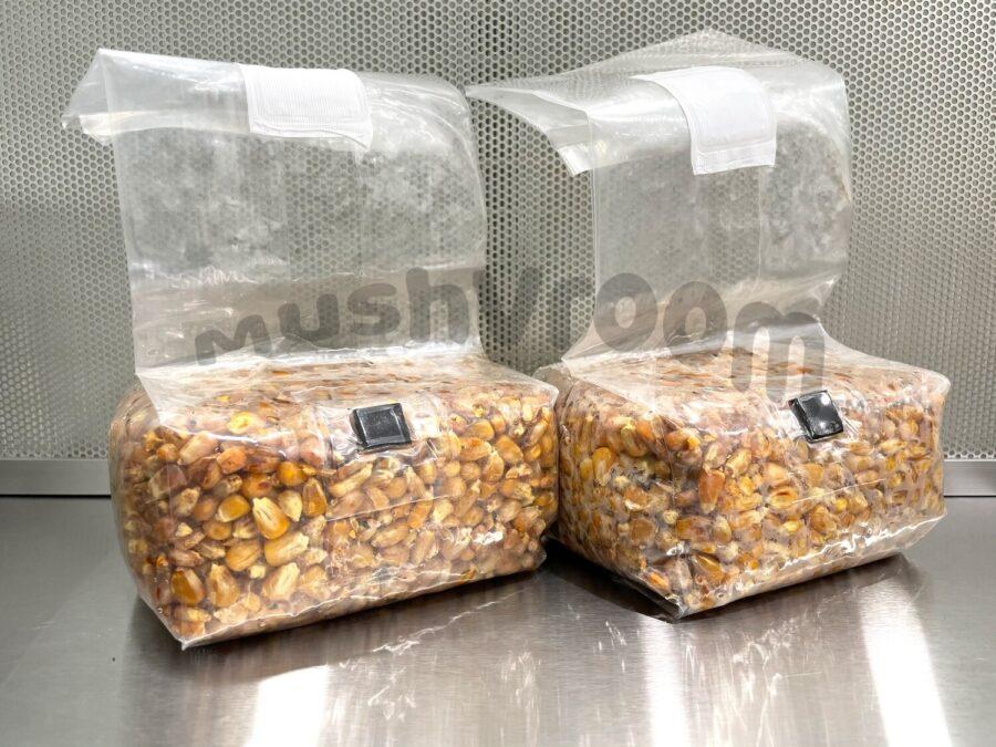 MushVroom Corn Grain Bag For Growing Mushrooms